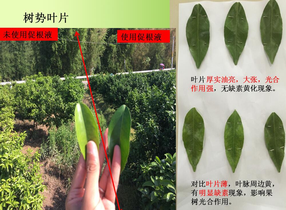 生物促根液在砂糖桔三年樹上的應(yīng)用