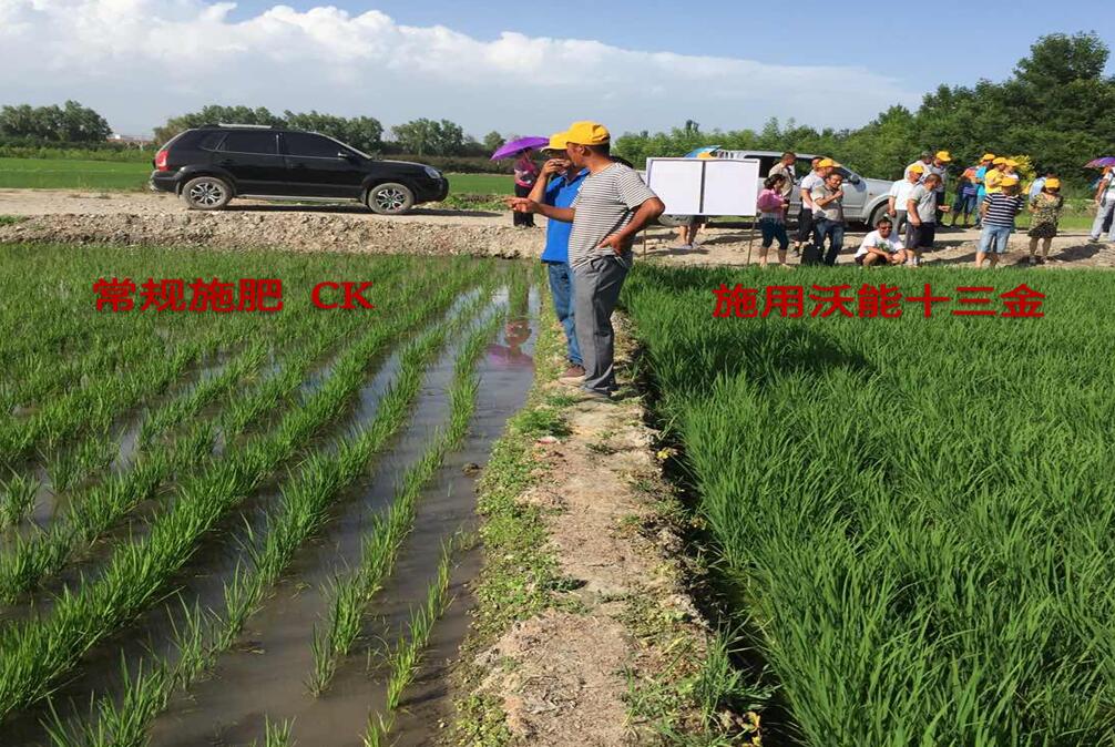 沃能十三金微生物菌劑在稻谷上的應用