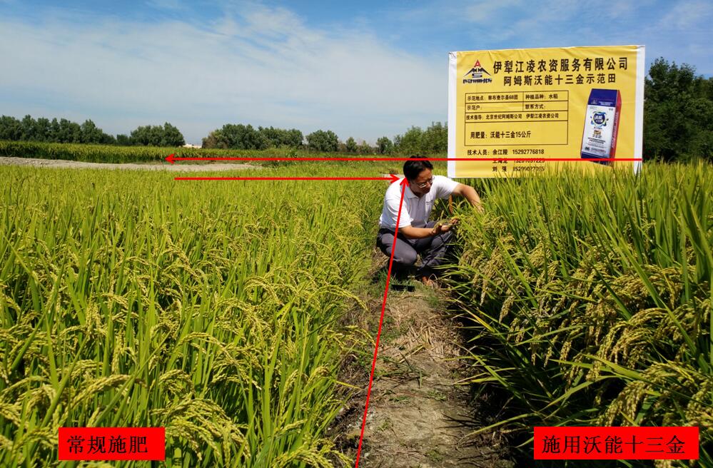 沃能十三金微生物菌劑在稻谷上的應用