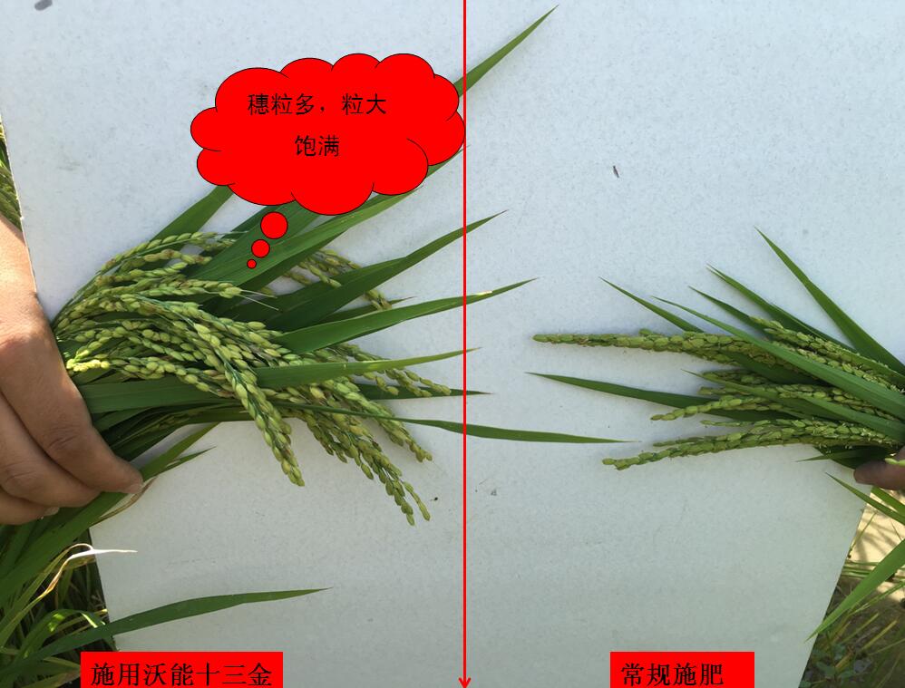 沃能十三金微生物菌劑在稻谷上的應用